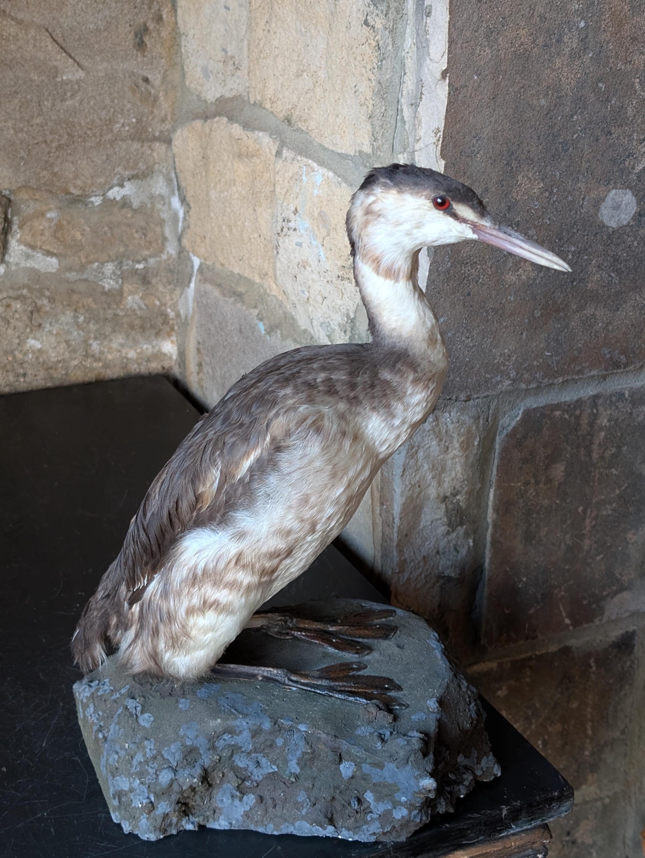 Grebe taxidermy - Etsy 日本