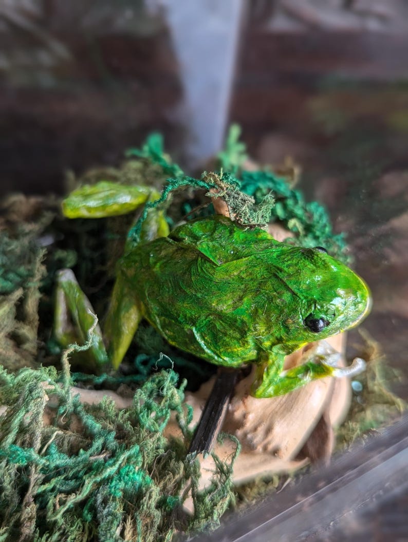 An Unusual Taxidermy Australian Green Tree Frog. in Acrylic Case on Log ...