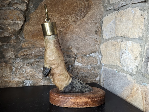 非常に珍しいアンティークの剥製、ラクダの脚のドアストッパー。真鍮の