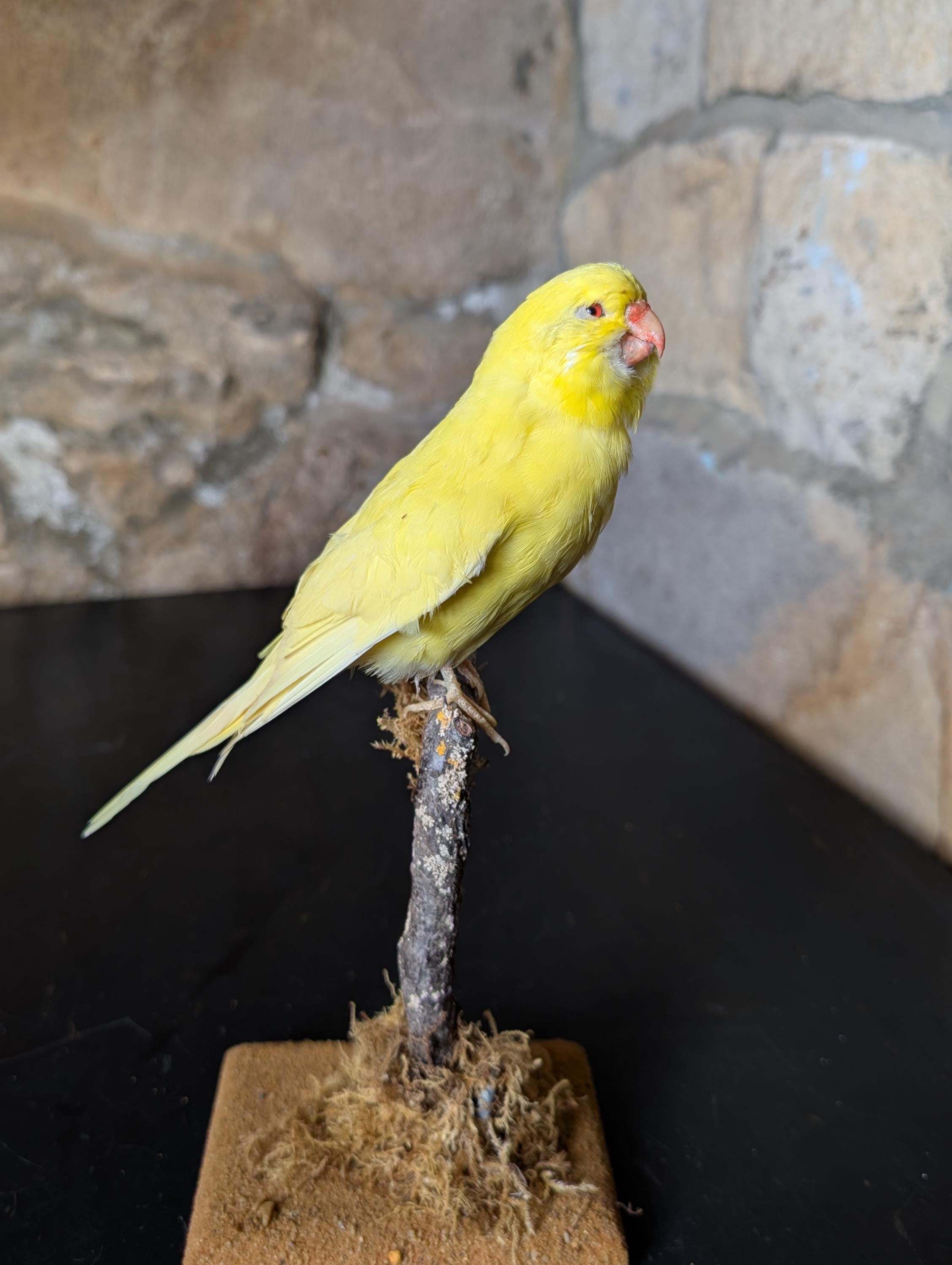 A Stunning Pearl Budgie Bird, Perched on Short Tree Stump