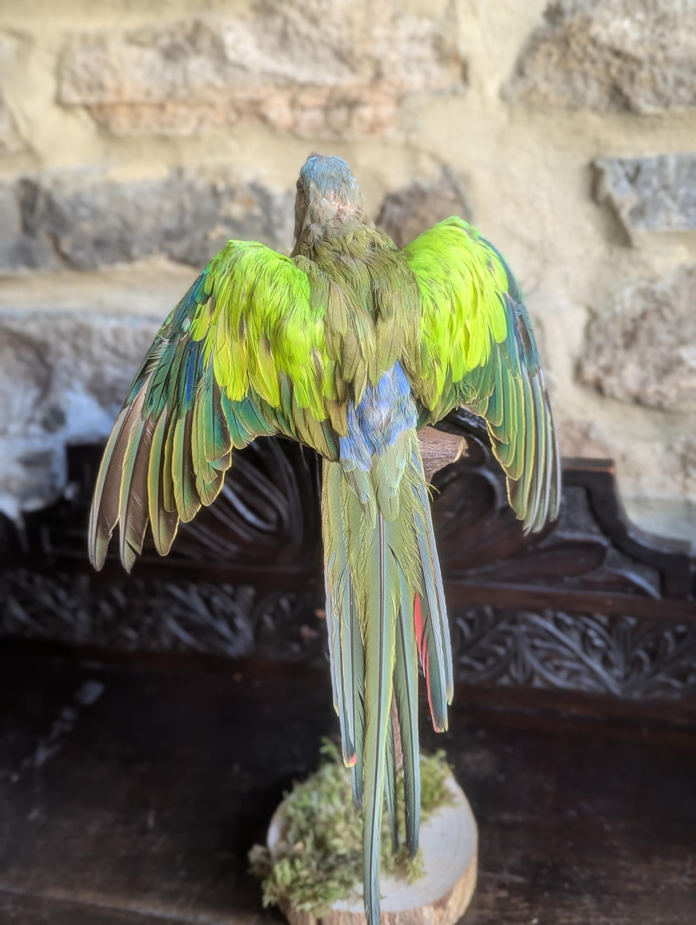 Antique taxidermy parrot - Etsy 日本