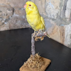 A stunning Pearl Budgie bird, Perched on short tree stump with foliage and wood mount. Wonderfully coloured captive bred parrot. Budgerigar.