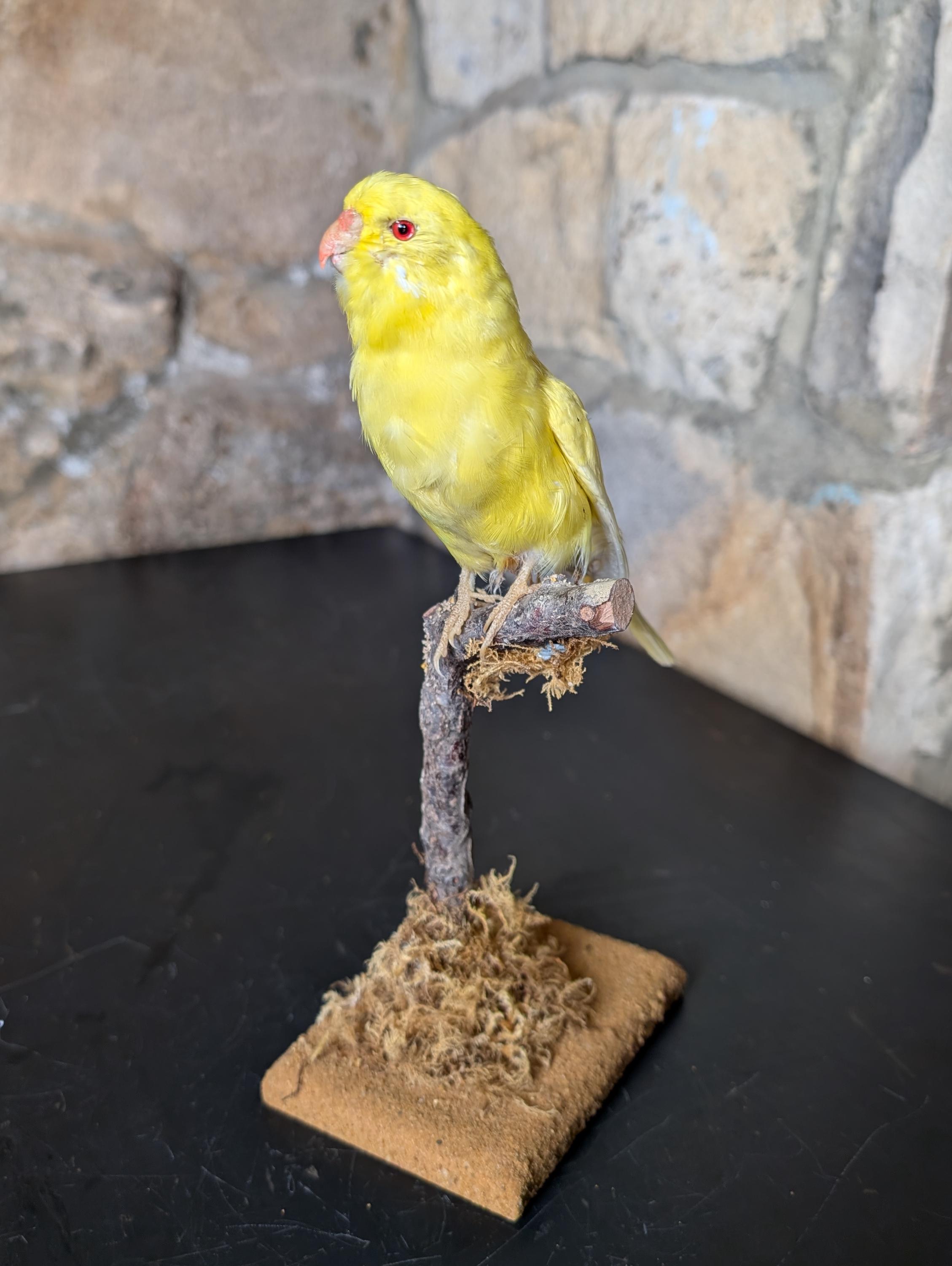 Antique taxidermy parrot - Etsy 日本