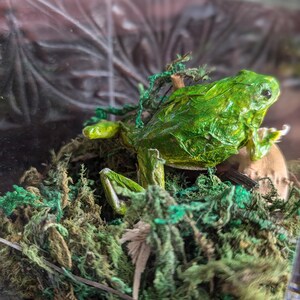 An Unusual Taxidermy Australian Green Tree Frog. in Acrylic Case on Log ...