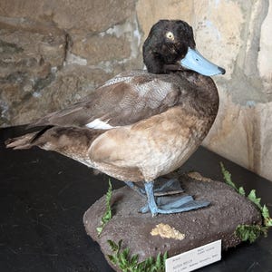 A Scaup Duck. Male bird. 1963 Medway Estuary, Kent, UK. On faux mud with foliage. Historic ageing to rear side of head. James Harrison.
