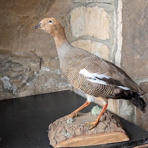 May include: A taxidermied bird with brown and white striped feathers, a tan head, and orange legs. The bird is mounted on a piece of wood with green moss. The background features a stone wall.