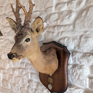 May include: Taxidermied deer head mounted on a dark wooden plaque. The deer has brown fur, large antlers, and is set against a white, textured wall. A small metal plaque and medal are affixed to the wooden mount.