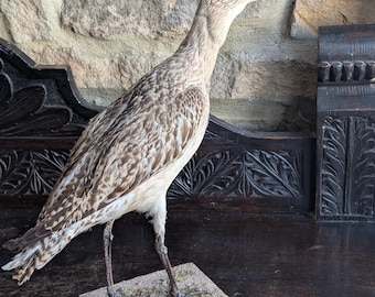 A taxidermy European Godwit bird. Mounted on a sand covered wooden base, in standing postion. Vintage, British. Historic neck repair.