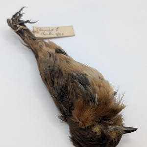 May include: A preserved bird specimen with brown and tan feathers, a dark beak, and a small tag attached. The bird is lying on a white surface. The tag reads "5. Grewicht & Barden 9/20".