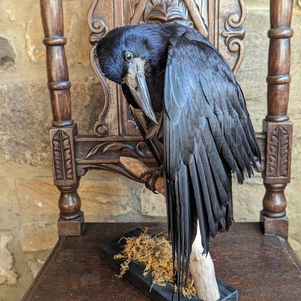Ein atemberaubender ausgestopfter Turmvogel in putzender Haltung. Auf Holzstamm und Moosmontierung mit Holzsockel. Schöne Farben. Derbyshire, Großbritannien.