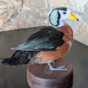 Op de afbeelding: Een opgezet eend met een witte kop en een tealgroene nek, bruine en zwarte veren en een gele snavel. De eend is gemonteerd op een houten basis.