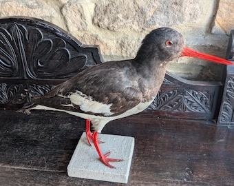 A taxidermy Eurasian Oystercatcher. Mounted on a simple grey base in standing postion. Vintage British wading bird.