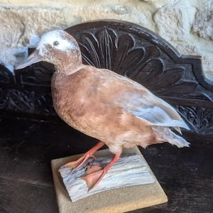 May include: A brown and white duck with a white head and a white patch on its chest is mounted on a wooden base. The duck has red legs and is standing on a piece of driftwood.