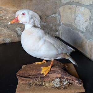 A beautiful taxidermy Silver Carolina (wood) Duck. Mounted on driftwood on sand & foliage base. British North American captive bred bird.