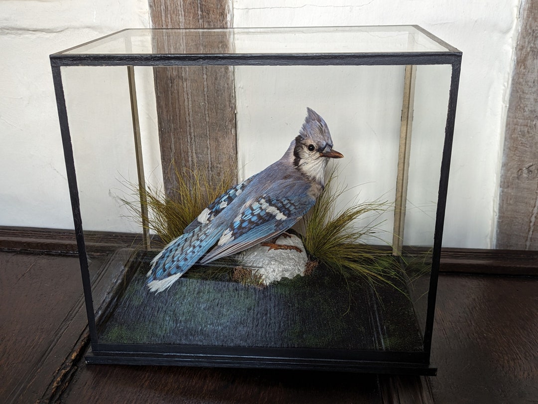 A Stunningly Coloured Antique Taxidermy Blue Jay. in 5 Frame Glass Case