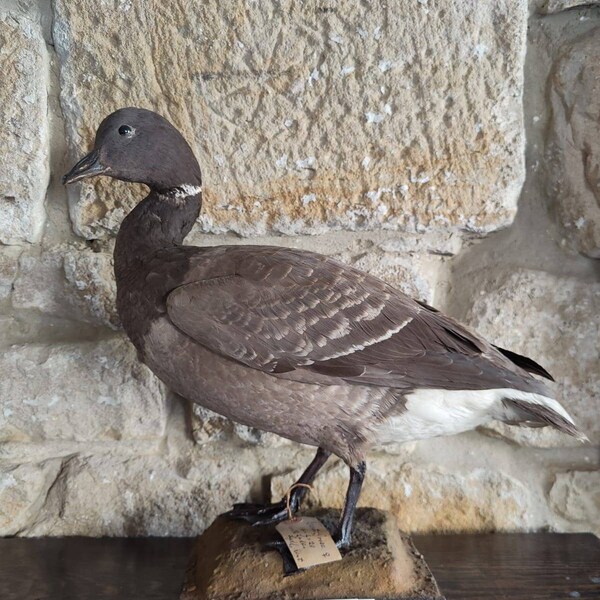 Goose Taxidermy Etsy