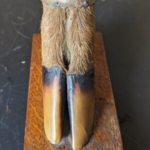 May include: A vintage bottle stopper made from a deer hoof with a silver band and decorative trim. The hoof is mounted on a wooden base.