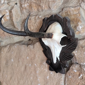 May include: A mounted animal skull with large, curved horns. The skull is white with black markings, set within a dark brown, carved wooden frame. The horns are dark brown and curve upwards. The piece is mounted on a rough stone wall.