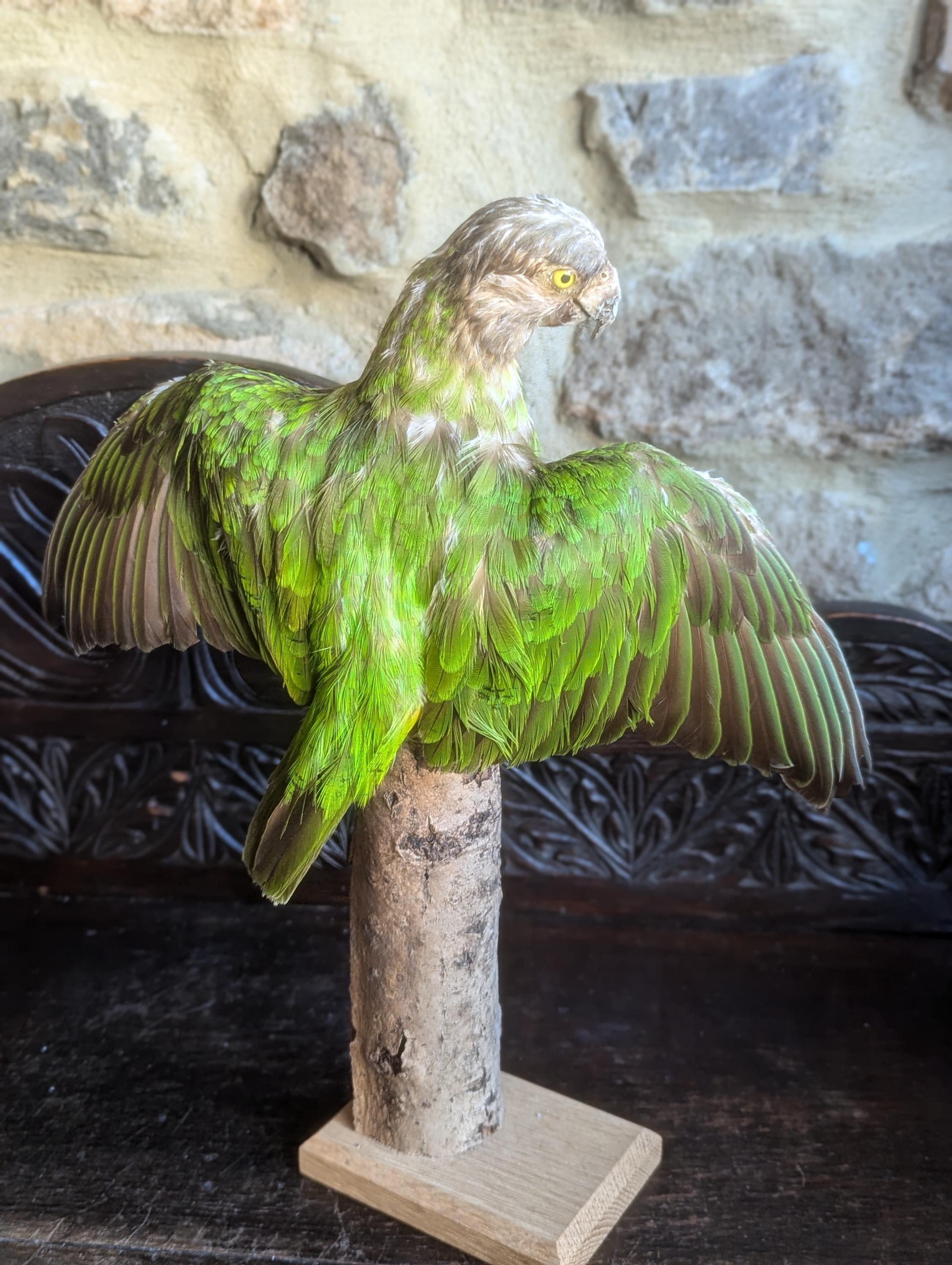 コザクラインコ　剥製 最新画像あります❗️ぽわぽわ〜☁️🩵どんな姿を見せてくれます