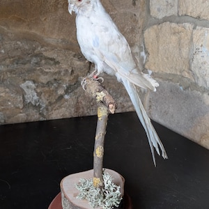 A lovely full mount adult White cockatiel looking straight ahead. Perched upon a small branch, mounted upon a cut log base.