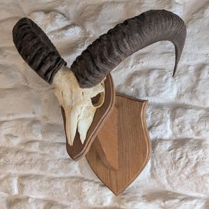 May include: A mounted animal skull with large, curved horns. The skull is white and the horns are brown. The skull is mounted on a wooden plaque.