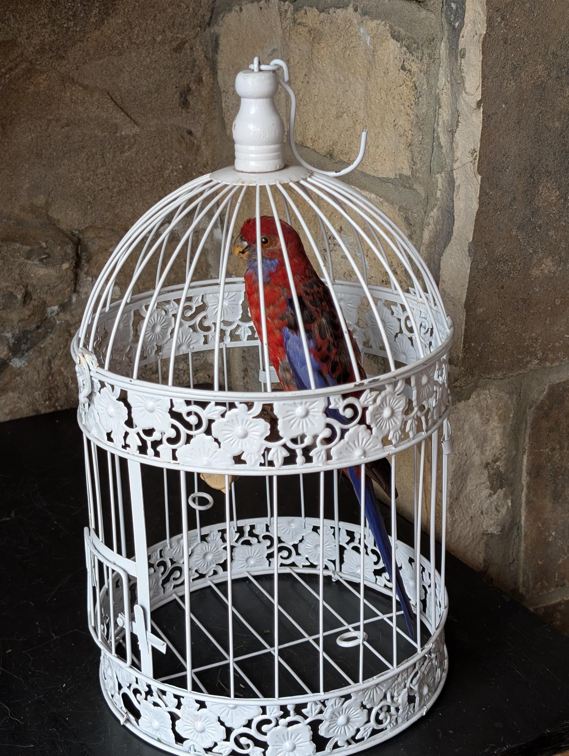 Antique taxidermy parrot - Etsy 日本