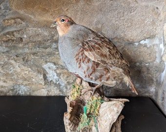 Een prachtige taxidermische Engelse grijze patrijsvogel. Gelegen op een kleine boomstronk. Zeer hoge standaard.