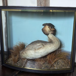 Op de afbeelding: Een geprepareerde grote dodaars in een glazen vitrine met een blauwe achtergrond. De vogel is gemonteerd in een natuurlijke houding met zijn kop naar de zijkant gedraaid.