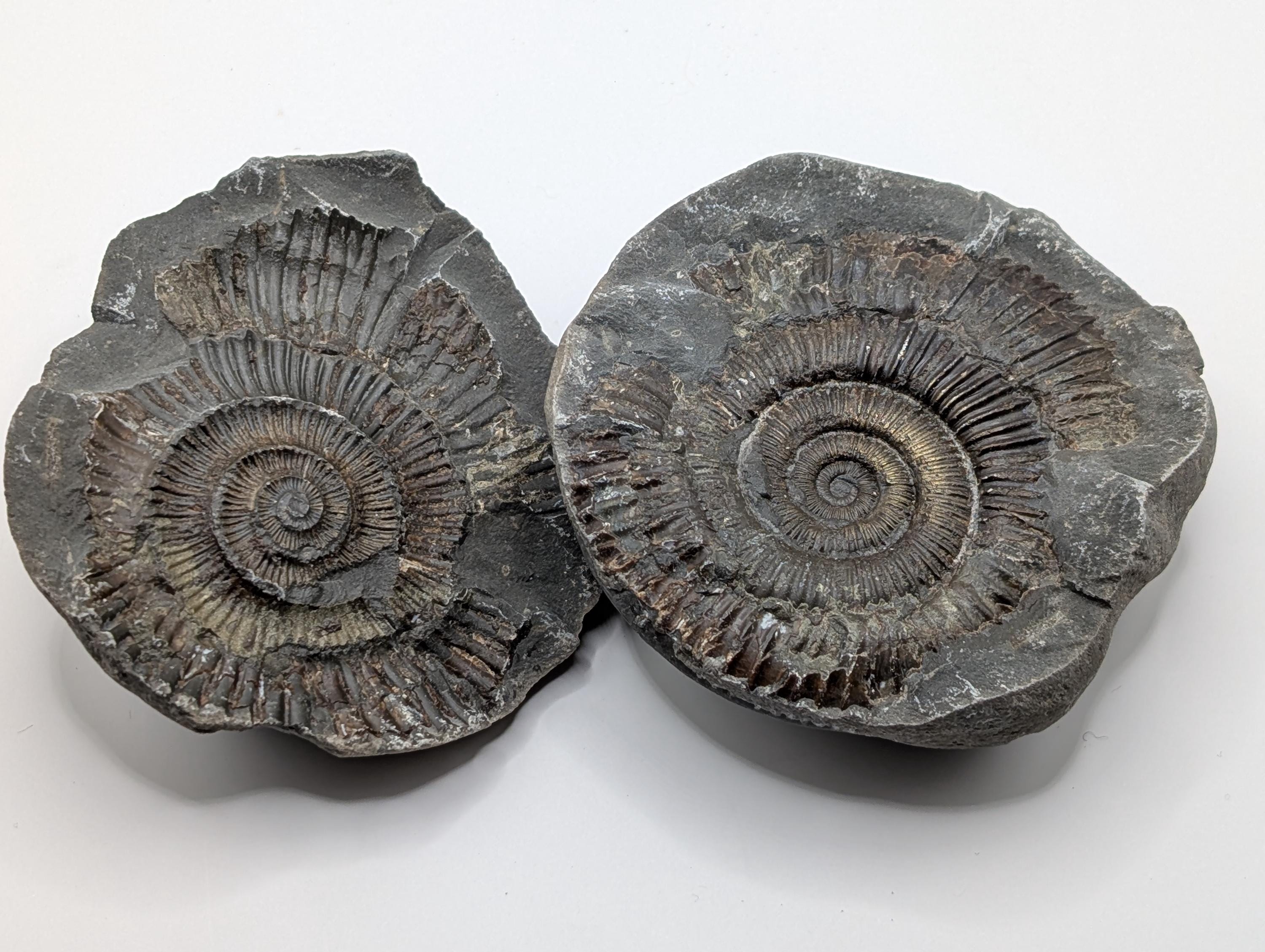 アンモナイト 化石 30センチ 最高