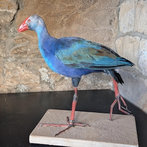 May include: A blue and green bird with red legs and a red beak is mounted on a wooden base. The bird is a type of rail, a wading bird with long legs.