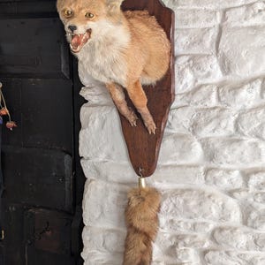 Puede incluir: Una cabeza de zorro montada con una expresión de gruñido, expuesta en una placa de madera con una cola colgante. El zorro es marrón y blanco con la nariz y los ojos negros.