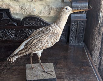A taxidermy European Godit bird. Mounted on a sand covered wooden base, in standing postion. Vintage, British. Historic neck & leg repair.
