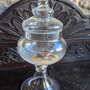 Könnte beinhalten: Ein klares Glasgefäß mit Deckel, das eine kleine, getrocknete braune Schlange auf einem Sandbett enthält. Das Gefäß steht auf einer Holzoberfläche.