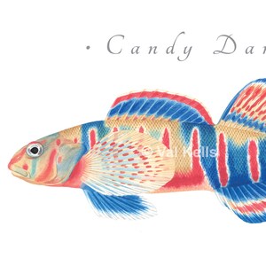 Darter giclee prints Candy Darter, Riverweed Darter, Appalachia Darter, Golden Darter, Shield Darter, Roanoke Darter, Logperch, fish print Candy