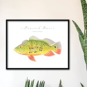 Peacock Bass & Spotted Cichlid giclee prints; Peacock Bass giclee, Spotted Cichlid giclee, cichlid giclee, cichlid prints, fish prints