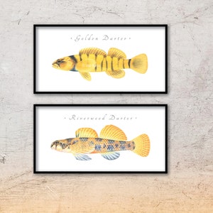 May include: Two framed art prints featuring detailed illustrations of fish. The top print is labeled "Golden Darter" and depicts a yellow and brown fish. The bottom print is labeled "Riverweed Darter" and shows a fish with a similar design, with blue and brown markings.
