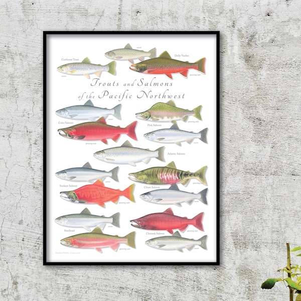 18x24 Trouts & Salmons of the Pacific Northwest poster, trout poster, salmon poster, Steelhead, Chinook, Coho, Sockeye, Chum, Salmon
