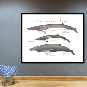 New England coast Fin Whale, Minke Whale, Humpback Whale giclee prints; CUSTOMIZABLE, Fin Whale, Minke Whale, Humpback Whale, whale print