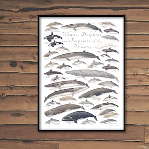 18x24 Wale, Delfine und Schweinswale des Atlantiks Poster, Walplakat, Delfinplakat, Schweinswalplakat, Walplakat