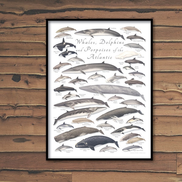 18x24 Whales, Dolphins and Porpoises of the Atlantic poster; whale poster, dolphin poster, porpoise poster, cetacean poster