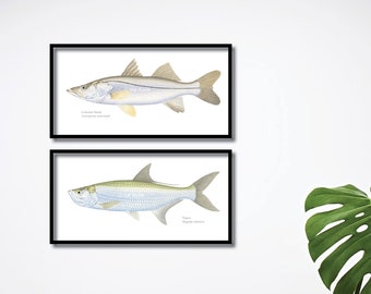 Tarpon & Snook giclee prints; Tarpon giclee, Snook giclee, Florida fish giclee, Keys fish giclee, Gulf of Mexico giclee, fish print