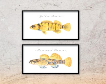 Darter giclee prints; Candy Darter, Riverweed Darter, Appalachia Darter, Golden Darter, Shield Darter, Roanoke Darter, Logperch, fish print