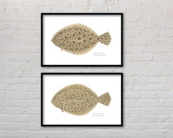 May include: Two black framed prints of vintage illustrations of flounder fish. The top print shows a Southern Flounder, Paralichthys lethostigma. The bottom print shows a Summer Flounder, Paralichthys dentatus.