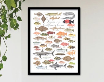 FRAMED 18x24 Fishes of the California Coast poster; framed California fish poster; framed Fishes of California poster