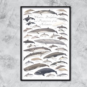 24x36 Cartel de ballenas, delfines y marsopas del Atlántico, cartel de ballenas, cartel de delfines, cartel de marsopas