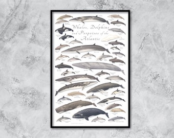 24x36 Whales, Dolphins and Porpoises of the Atlantic poster; whale poster, dolphin poster, porpoise poster