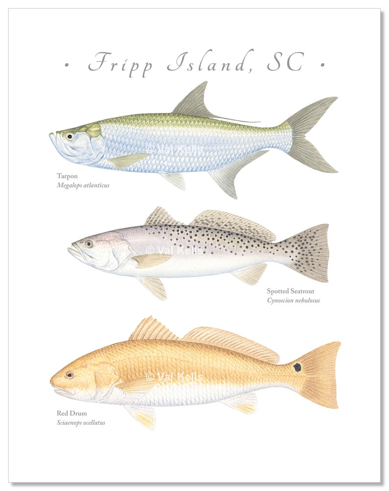 Download Spotted Seatrout Seatrout Giclee South Carolina Coast Tarpon Tarpon Giclee Drum Giclee Red Drum Giclee Prints Customizable Fish Print Prints Art Collectibles Kromasol Com