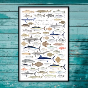24x36 Gamefishes van New England-poster; New England gamefish poster, New England visposter, New England visprint, New England gamefish