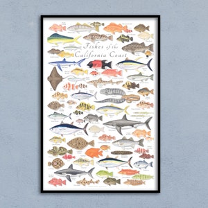 24x36 Fishes of the California Coast poster, California fish poster, California fish print, California marine fish poster