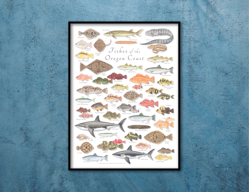 18x24 Fishes of the Oregon Coast Poster Fishes of Oregon Poster Oregon